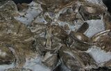 Plate Of Ichthyosaur Bones - Somerset, England #45225-1